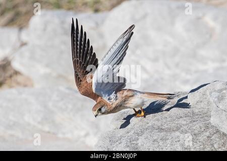 Nankeen Kestrel sur le point de prendre l'avion Banque D'Images