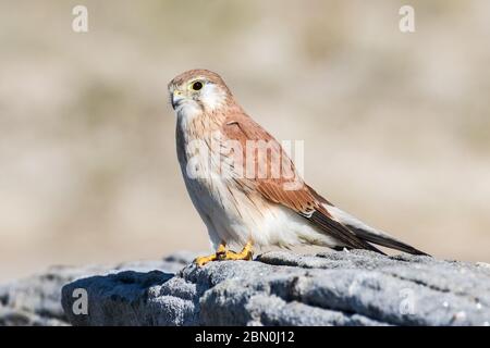 Nankeen Kestrel perchée sur une roche de grès Banque D'Images