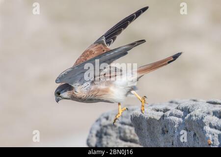 Nankeen Kestrel sur le point de prendre l'avion Banque D'Images