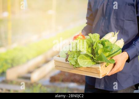 Portrait jeune homme asiatique souriant récolte et ramasser des légumes biologiques frais de cuisine jardin dans le panier dans la ferme hydroponique, l'agriculture et le culti Banque D'Images