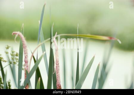 Filtre flou léger arrière-plan floral naturel doux dans des couleurs vintage avec une mise au point douce. Belle prairie d'été avec fleur de trèfle herbe coucher de soleil dans sp Banque D'Images