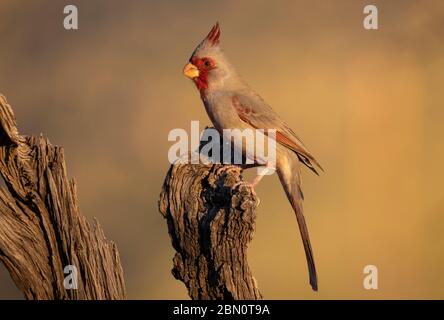 Pyrrhuloxia, montagnes de Tortolita, Marana, près de Tucson, Arizona. Banque D'Images