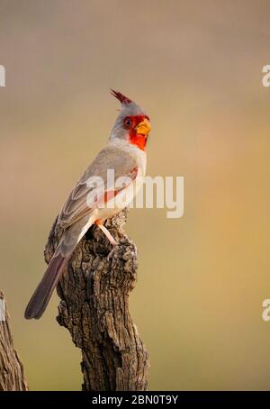 Pyrrhuloxia, montagnes de Tortolita, Marana, près de Tucson, Arizona. Banque D'Images