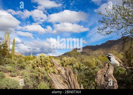 Bruant à gorge noire, montagnes Tortolita, Marana, près de Tucson, Arizona. Banque D'Images