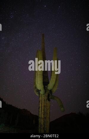 Saguaro la nuit, montagnes de Tortolita, Marana, près de Tucson, Arizona. Banque D'Images