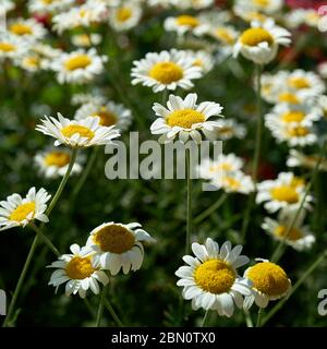 Marguerites dans un parterre de fleurs en été Banque D'Images