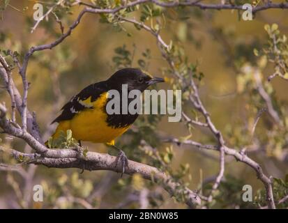 Scott Oriole, Tortolita Mountains, Marana, près de Tucson, Arizona. Banque D'Images