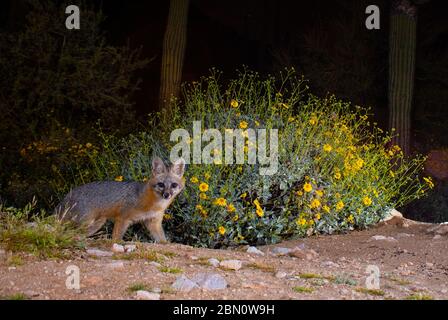 Gray Fox, Tortolita Mountains, Marana, près de Tucson, Arizona. Banque D'Images
