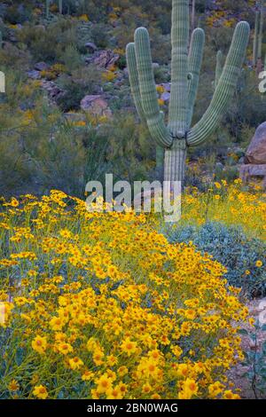 Printemps dans les montagnes de Tortolita, Marana, près de Tucson, Arizona. Banque D'Images