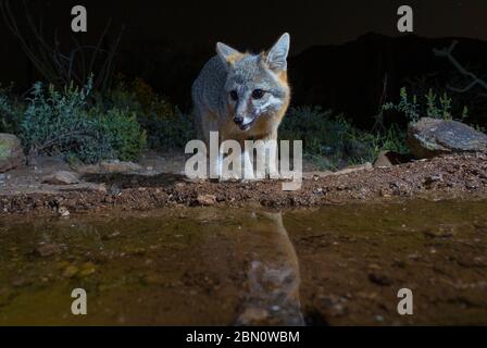 Gray Fox, Tortolita Mountains, Marana, près de Tucson, Arizona. Banque D'Images