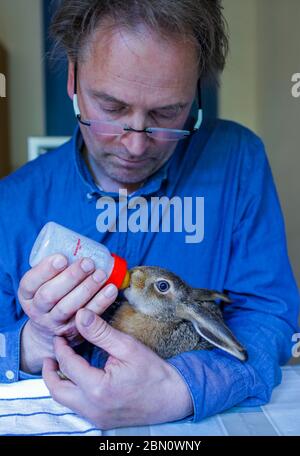 Sabel, Allemagne. 11 mai 2020. Deux petits lièvres de champ de six et huit semaines sont actuellement élevés par le sauveur d'animaux sauvages Frank Demke à l'aide de la bouteille. Ils s'étaient échappés d'un chat et ont été emmenés à l'aide aux animaux sauvages. Les animaux doivent être libérés dans la nature sous peu. Credit: Jens Büttner/dpa-Zentralbild/dpa/Alay Live News Banque D'Images