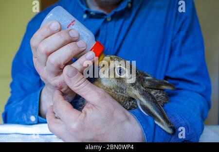 Sabel, Allemagne. 11 mai 2020. Deux petits lièvres de champ de six et huit semaines sont actuellement élevés par le sauveur d'animaux sauvages Frank Demke à l'aide de la bouteille. Ils s'étaient échappés d'un chat et ont été emmenés à l'aide aux animaux sauvages. Les animaux doivent être libérés dans la nature sous peu. Credit: Jens Büttner/dpa-Zentralbild/dpa/Alay Live News Banque D'Images