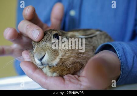 Sabel, Allemagne. 11 mai 2020. Deux petits lièvres de champ de six et huit semaines sont actuellement élevés par le sauveur d'animaux sauvages Frank Demke à l'aide de la bouteille. Ils s'étaient échappés d'un chat et ont été emmenés à l'aide aux animaux sauvages. Les animaux doivent être libérés dans la nature sous peu. Credit: Jens Büttner/dpa-Zentralbild/dpa/Alay Live News Banque D'Images