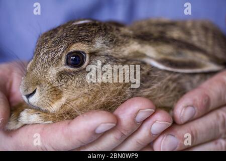 Sabel, Allemagne. 11 mai 2020. Deux petits lièvres de champ de six et huit semaines sont actuellement élevés par le sauveur d'animaux sauvages Frank Demke à l'aide de la bouteille. Ils se sont échappés d'un chat et ont été apportés à l'aide aux animaux sauvages. Les animaux doivent être libérés dans la nature sous peu. Credit: Jens Büttner/dpa-Zentralbild/dpa/Alay Live News Banque D'Images