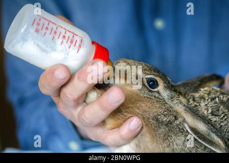 Sabel, Allemagne. 11 mai 2020. Deux petits lièvres de champ de six et huit semaines sont actuellement élevés par le sauveur d'animaux sauvages Frank Demke à l'aide de la bouteille. Ils se sont échappés d'un chat et ont été apportés à l'aide aux animaux sauvages. Les animaux doivent être libérés dans la nature sous peu. Credit: Jens Büttner/dpa-Zentralbild/dpa/Alay Live News Banque D'Images