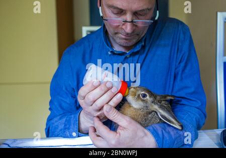 Sabel, Allemagne. 11 mai 2020. Deux petits lièvres de champ de six et huit semaines sont actuellement élevés par le sauveur d'animaux sauvages Frank Demke à l'aide de la bouteille. Ils s'étaient échappés d'un chat et ont été emmenés à l'aide aux animaux sauvages. Les animaux doivent être libérés dans la nature sous peu. Credit: Jens Büttner/dpa-Zentralbild/dpa/Alay Live News Banque D'Images