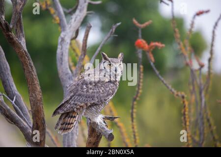 Grand hibou à cornes, Musée du désert de l'Arizona-Sonora, Tucson, Arizona. Banque D'Images