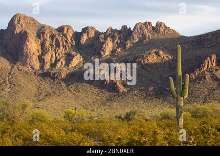 Paysage désertique classique, Tucson, Arizona. Banque D'Images