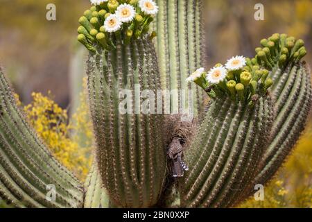 Reproduction de Cactus Wren, montagnes Tortolita, Marana, près de Tucson, Arizona. Banque D'Images