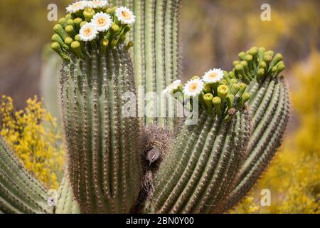 Reproduction de Cactus Wren, montagnes Tortolita, Marana, près de Tucson, Arizona. Banque D'Images