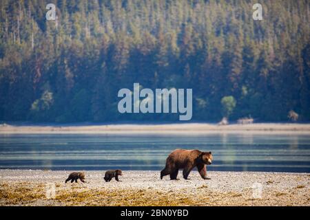 Famille d'ours bruns au sanctuaire de la faune de Stan Price, à Pack Creek, dans la forêt nationale de Tongass, en Alaska. Banque D'Images