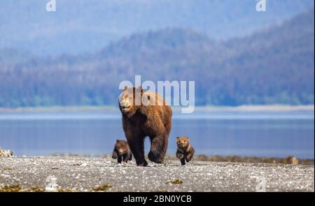 Famille d'ours bruns au sanctuaire de la faune de Stan Price, à Pack Creek, dans la forêt nationale de Tongass, en Alaska. Banque D'Images