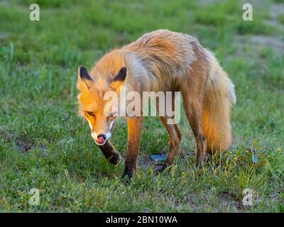 Red Fox, parc national du lac Clark, Alaska. Banque D'Images