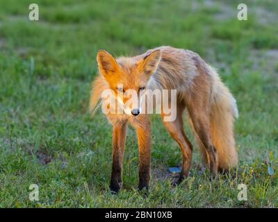 Red Fox, parc national du lac Clark, Alaska. Banque D'Images