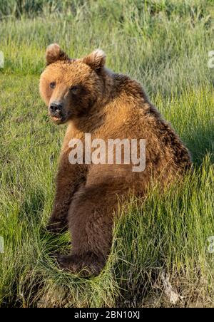 Brown / Grizzli, Lake Clark National Park, Alaska. Banque D'Images