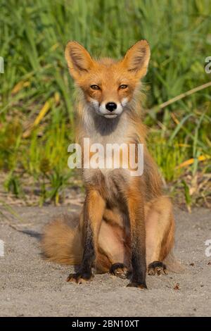 Renard roux, parc national du lac Clark, Alaska. Banque D'Images