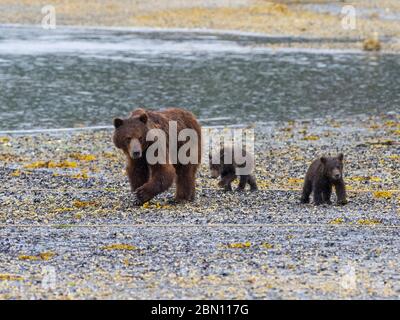 Truies d'ours bruns avec des petits de printemps, zone d'observation des ours de Pack Creek sur l'île Admiralty, forêt nationale de Tongass, Alaska. Banque D'Images