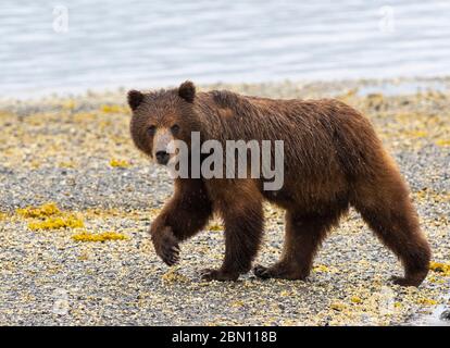 Truie d'ours brun, zone d'observation des ours de Pack Creek sur l'île Admiralty, forêt nationale de Tongass, Alaska. Banque D'Images