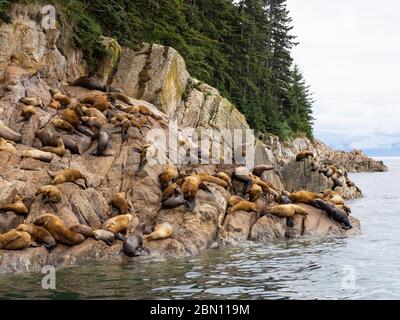 Lion de mer de Steller (Eumetopias jubatus), forêt nationale de Tongass, Alaska. Banque D'Images