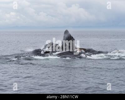 Baleines à bosse à filet moussant, forêt nationale de Tongass, Alaska. Banque D'Images