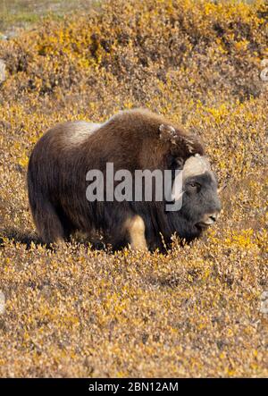 Musk Ox, automne, chaîne Brooks, Alaska arctique. Banque D'Images