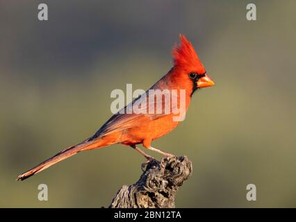 Cardinal du Nord, Monts Tortolita, Marana, Arizona. Banque D'Images