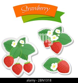 Ensemble d'étiquettes ou d'autocollants pour aliments. Ensemble de baies réalistes, modèle de fraises. Modèle d'illustration vectorielle isolé sur fond blanc Illustration de Vecteur