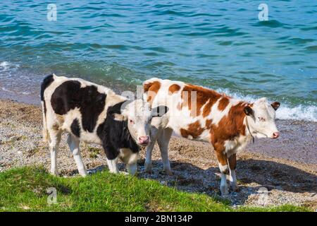 Deux jeunes vaches tachetées sont venues dans un endroit d'arrosage. Journée ensoleillée en été. Banque D'Images