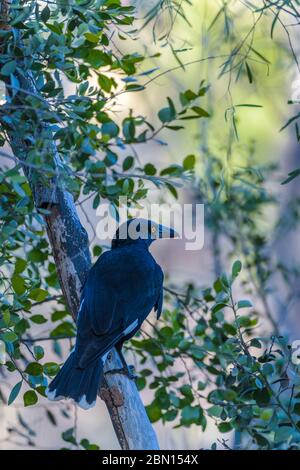 Un currawong à pied mûr perché sur un membre d'arbre au bord de son trou de guerre préféré à Undarra dans le Queensland, en Australie Banque D'Images