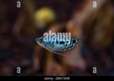 Blue Cosby Gourami, trichogaster trichopterus ou Opaline Gouramis. Magnifique poisson d'aquarium, dont le corps est tacheté en noir, nagez librement dans l'eau. Banque D'Images