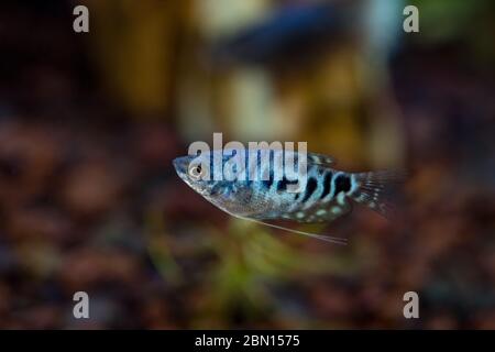 Blue Cosby Gourami, trichogaster trichopterus ou Opaline Gouramis. Magnifique poisson d'aquarium, dont le corps est tacheté en noir, nagez librement dans l'eau. Banque D'Images