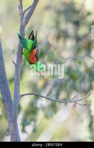 Perroquet australien à ailes rouges, perché sur un arbre de l'arrière-pays autour d'un petit trou d'eau, qui éveille la région avec verrue avant de étancher sa soif à Undarra. Banque D'Images