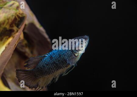 Betta splendens ( Plakat betta ) femelle à la recherche de nourriture au fond d'un réservoir communautaire. Magnifique poisson bleu métallisé brillant avec nageoire courte. Banque D'Images