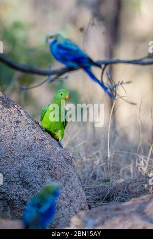 Perroquet australien à ailes rouges, perché sur un rocher à côté d'un petit trou d'eau à Undarra, éveille la région avec verrue avant de étancher sa soif. Banque D'Images