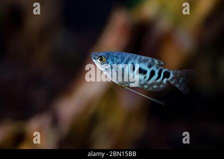 Blue Cosby Gourami, trichogaster trichopterus ou Opaline Gouramis. Magnifique poisson d'aquarium, dont le corps est tacheté en noir, nagez librement dans l'eau. Banque D'Images