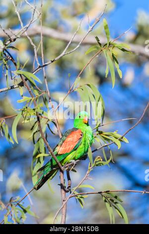 Perroquet australien à ailes rouges, perché sur un arbre de l'arrière-pays autour d'un petit trou d'eau, qui éveille la région avec verrue avant de étancher sa soif à Undarra. Banque D'Images