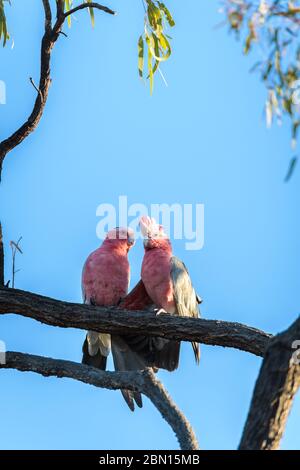 Les cacatoès roses (à la rose) perchés sur un eucalyptus à côté d'un trou d'eau de l'arrière-pays dans l'ouest du Queensland sont en préparation pour étancher leur soif. Banque D'Images