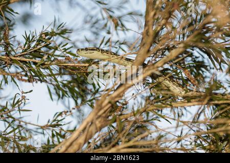 Un python de tapis commence sa chasse en fin d'après-midi à travers les arbres dans une réserve à Townsville, Queensland, Australie. Banque D'Images