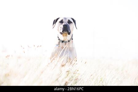 Bullmastiff x Staffordshire Bull Terrier, chien de secours, Melbourne, Australie Banque D'Images