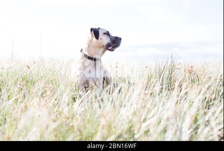 Bullmastiff x Staffordshire Bull Terrier, chien de secours, Melbourne, Australie Banque D'Images